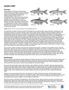 ASIAN CARP Overview Several species of carp native to Asia have been introduced into the United States. Species of particular concern include the black (Mylopharyngodon piceus), bighead (Hypophthalmichthys nobilis), gras