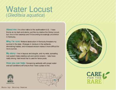 Water Locust (Gleditsia aquatica) About me: I’m a tree native to the southeastern U.S.  I have