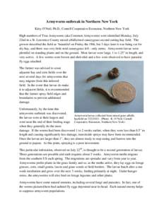 Armyworm outbreak in Northern New York Kitty O’Neil, Ph.D., Cornell Cooperative Extension, Northern New York High numbers of True Armyworm (aka Common Armyworm) were identified Monday, July 22nd in a St. Lawrence Count