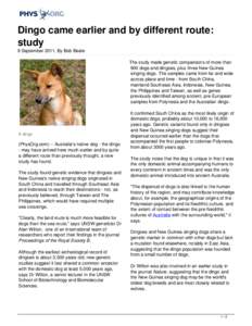 Mammals of Australia / Dingo / New Guinea Singing Dog / Dog / Gray wolf / Canis lupus dingo / Interbreeding of dingoes with other domestic dogs / Zoology / Feral dogs / Fauna of Australia