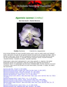 Aganisia cyanea (Lindley) Bert Van Zuylen - Patrick Mannens Familie: Maxillariae  Onderfamilie: Zygopetalinae