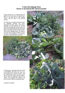 Plant reproduction / Cabbage / Cultivars / Perennial plant / Seed / Botany / Biology / Plants