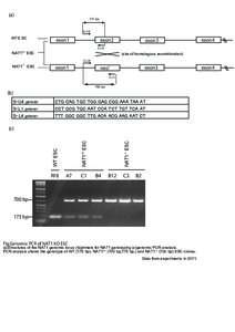 Fig.Genomic PCR of NAT1 KO ESC