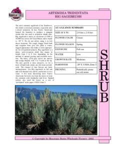 Artemisia filifolia / Artemisia nova / Flora of the United States / Artemisia tridentata / Sagebrush