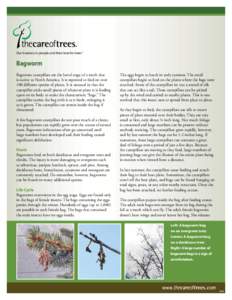 Our business is people and their love for trees®  Bagworm Bagworm caterpillars are the larval stage of a moth that is native to North America. It is reported to feed on over 100 different species of plants. It is unusua