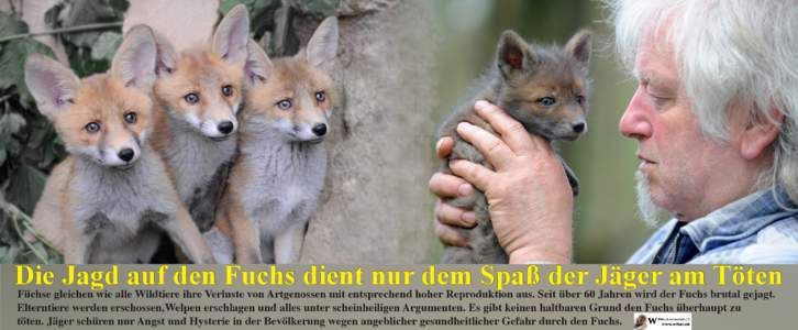 Die Jagd auf den Fuchs dient nur dem Spaß der Jäger am Töten Füchse gleichen wie alle Wildtiere ihre Verluste von Artgenossen mit entsprechend hoher Reproduktion aus. Seit über 60 Jahren wird der Fuchs brutal gejagt