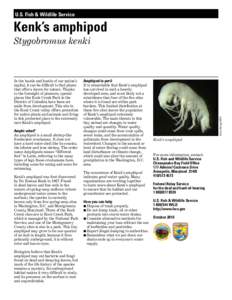 Stygobromus hayi / Gammaridea / Stygobromus / Amphipoda