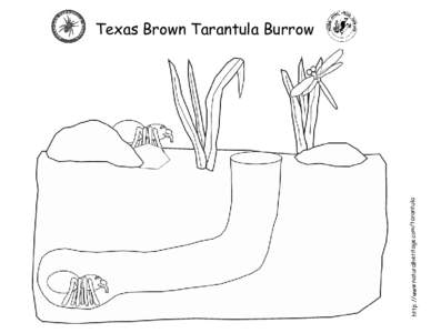 http://www.naturalheritage.com/tarantula  Texas Brown Tarantula Burrow 