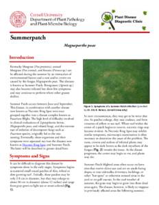 S	 ummerpatch Magnaporthe poae Introduction Kentucky bluegrass (Poa pratensis), annual bluegrass (Poa annua), and fescues (Festuca sp.) can
