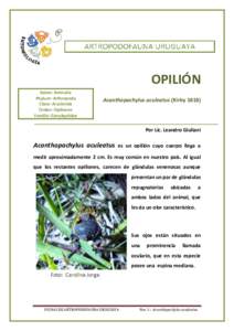 OPILIÓN Reino: Animalia Phylum: Arthropoda Clase: Arachnida Orden: Opiliones Familia: Gonyleptidae