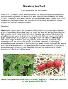 Leaves / Sclerotium / Diplocarpon rosae / Mycosphaerella fragariae / Garden strawberry / Mycosphaerella musicola / Corn grey leaf spot / Ascomycota / Biology / Microbiology