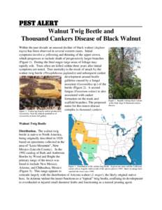 Pest Alert Walnut Twig Beetle and Thousand Cankers Disease of Black Walnut Within the past decade an unusual decline of black walnut (Juglans nigra) has been observed in several western states. Initial symptoms involve a