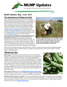 MLMP Updates: May - June 2013 The Importance of Absence Data! We’ve been patiently awaiting the monarch arrival at MLMP headquarters at the University of Minnesota. The milkweed shot up at our monitoring site and many 