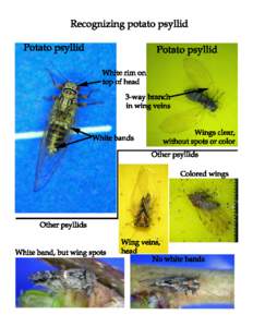 Psyllid recognition features iv 2012.psd