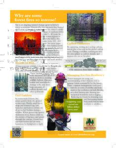 Why are some forest fires so intense? Fire is an ongoing, natural change agent in Idaho’s forest ecosystems. Historically, low-intensity fires burned small areas of the ponderosa pine and dry mixed-conifer forests of s