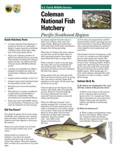 Coleman National Fish Hatchery / Chinook salmon / Rainbow trout / Coho salmon / Sockeye salmon / Atlantic salmon / Hatchery / Aquaculture of salmon / Salmon run / Fish / Salmon / Oncorhynchus