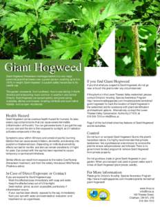 Giant Hogweed Giant Hogweed (Heracleum mantegazzianum) is a very large perennial plant that towers over a grown person, reaching up to 5 m (16 ft) in height. Giant Hogweed is a public safety hazard due to its caustic sap