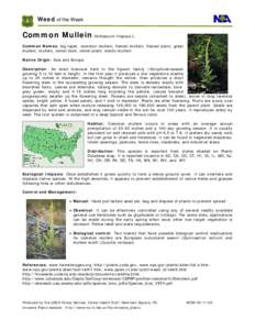 Biology / Verbascum thapsus / Mullein / Scrophulariaceae / Leaf / Verbascum blattaria / Medicinal plants / Flora / Botany