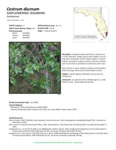 Cestrum diurnum  dayflowering jessamine Solanaceae  Common Synonyms: none