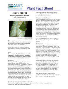 Plant Fact Sheet GRAY BIRCH Betula populifolia Marsh.