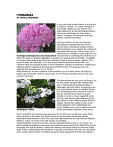 HYDRANGEA  BY JOHN LE MESURIER A very useful and versatile family of shrubs and a couple of climbers, it is mainly deciduous in this climate. Height can vary from 50 cm in