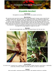 Dryadella burcheri Etymologie : Het geslacht is vernoemd naar Dryads, de nympfen van het bos. Beschrijving : Alle soorten kunnen gerust als miniatuurtjes worden bestempeld. Vroeger onderverdeeld bij het geslacht Masdeval