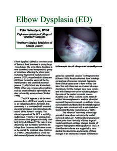Elbow Dysplasia (ED) Peter Sebestyen, DVM Diplomate American College of Veterinary Surgeons Veterinary Surgical Specialists of Orange County