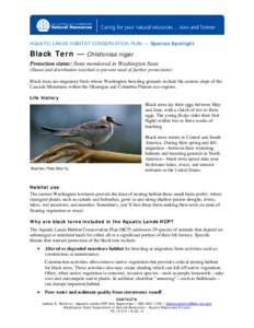 AQUATIC LANDS HABITAT CONSERVATION PLAN — Species Spotlight  Black Tern — Chlidonias niger