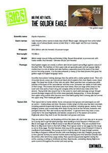 Big Five Key Facts:  THE GOLDEN EAGLE * the golden eagle