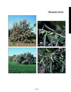 Agriculture / Medicinal plants / Flora / Elaeagnus commutata / Ornamental trees / Elaeagnus / Olive / Ziziphus mauritiana / Elaeagnus umbellata / Elaeagnaceae / Invasive plant species / Botany