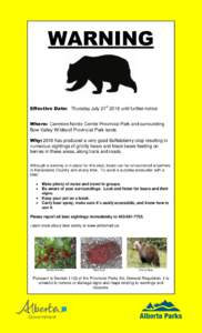Bears / Kananaskis Improvement District / Canadian Rockies / Apex predators / Fauna of Alaska / Kananaskis Country / Grizzly bear / Bear danger / Bear / Grizzly / Bow Valley Provincial Park / Kananaskis /  Alberta
