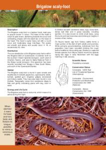 Brigalow scaly-foot  Spinifex habitat © Craig Eddie Description The Brigalow scaly-foot is a legless lizard, lead grey