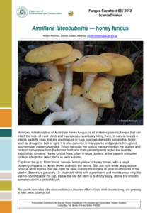 Fungus Factsheet[removed]Science Division Armillaria luteobubalina — honey fungus Richard Robinson, Science Division, Manjimup, [removed]
