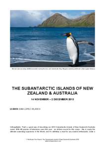 We had some amazing wildlife encounters during this tour, and charismatic King Penguins certainly performed. (Dani Lopez-Velasco)  THE SUBANTARCTIC ISLANDS OF NEW ZEALAND & AUSTRALIA 14 NOVEMBER – 2 DECEMBER 2013