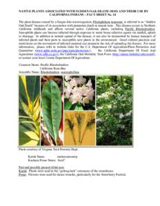 Microsoft Word - Tribal uses for Pacific Rhododendron-#14.doc