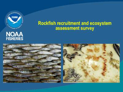 Rockfish recruitment and ecosystem assessment survey Fishery Data Flows  Fishery Dependent Data