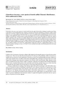 Glyptothorax lanceatus, a new species of sisorid catfish (Teleostei: Siluriformes) from southwestern China