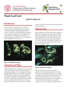 each Leaf Curl P Taphrina deformans Introduction Peach leaf curl is a springtime disease of peach,