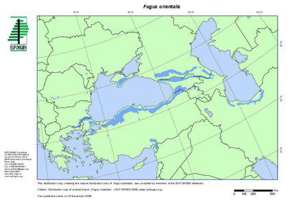 Fagus orientalis / Fagus / Bioversity International