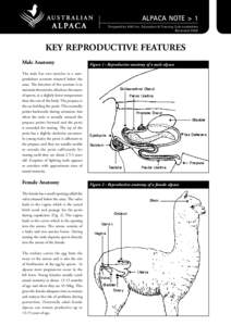 ALPACA NOTE > 1 ® Prepared by AAA Inc. Education & Training Sub-committee Reviewed 2008