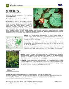 Botany / Flora of China / Flora of Japan / Rubus phoenicolasius / Elaeocarpaceae / Raspberry / Aristotelia serrata / Rubus / Triclopyr / Chemistry / Herbicides / Organic chemistry
