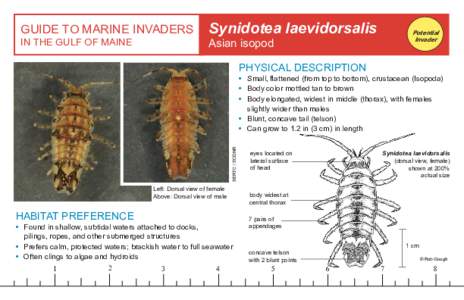 GUIDE TO MARINE INVADERS IN THE GULF OF MAINE Synidotea laevidorsalis  Potential