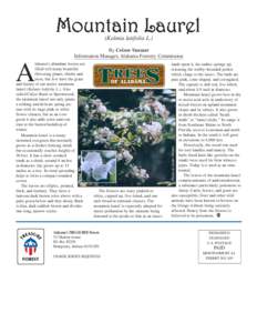Kalmia / Laurel / Flora of the United States / Medicinal plants / Kalmia latifolia