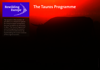 The Tauros Programme The aurochs is the ancestor of all cattle. It is a keystone species for many European ecosystems, but was hunted to Its extinction in 1627. “The Tauros Programme”
