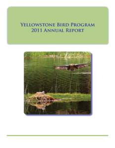 Yellowstone Bird Program 2011 Annual Report Suggested Citation: Smith, D.W., L. Baril, N. Bowersock, D. Haines, and L. Henry[removed]Yellowstone Bird Program 2011 Annual Report. National Park Service, Yellowstone Center 