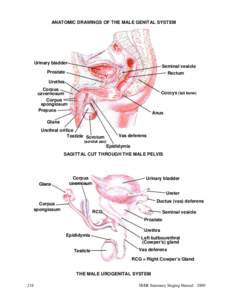 MALE GENITAL SYSTEM - SUMMARY STAGING GUIDE 2000