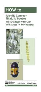 Nitidulidae / Cucujoidea / Biology / Oak wilt / Beetle / Sap beetle / Phyla / Protostome / Glischrochilus