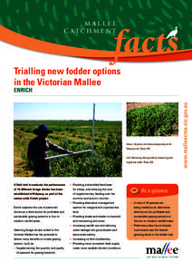 MALLEE CATCHMENT Trialling new fodder options in the Victorian Mallee