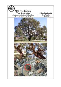 Flora of New South Wales / Flora of the Australian Capital Territory / Trees of Australia / Eucalyptus melliodora / Plant morphology / Biology / Eucalyptus / Tree / Botany / Flora of Australia / Melliodora