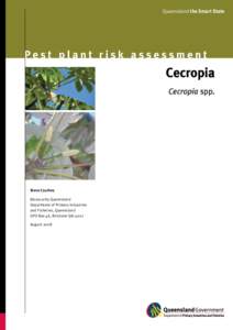 Pest plant risk assessment: Cecropia—Cecropia spp.